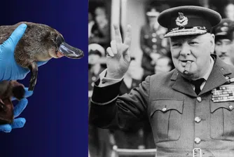 „Операция Птицечовка“: Историята на чудатото животно, което Чърчил си пожелава насред войната