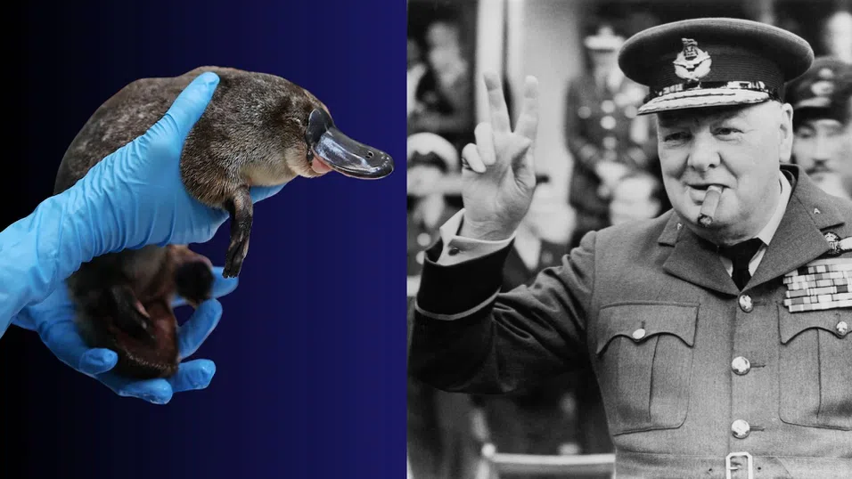 „Операция Птицечовка“: Историята на чудатото животно, което Чърчил си пожелава насред войната
