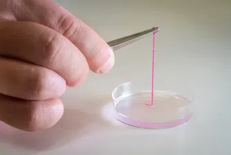 Учени създават 3D принтирана кожа с работеща кръвоносна система