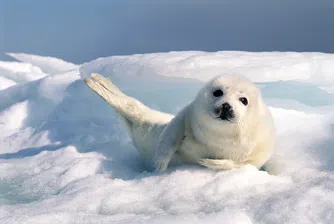 Новият Червен списък: Над една четвърт от видовете на планетата са застрашени