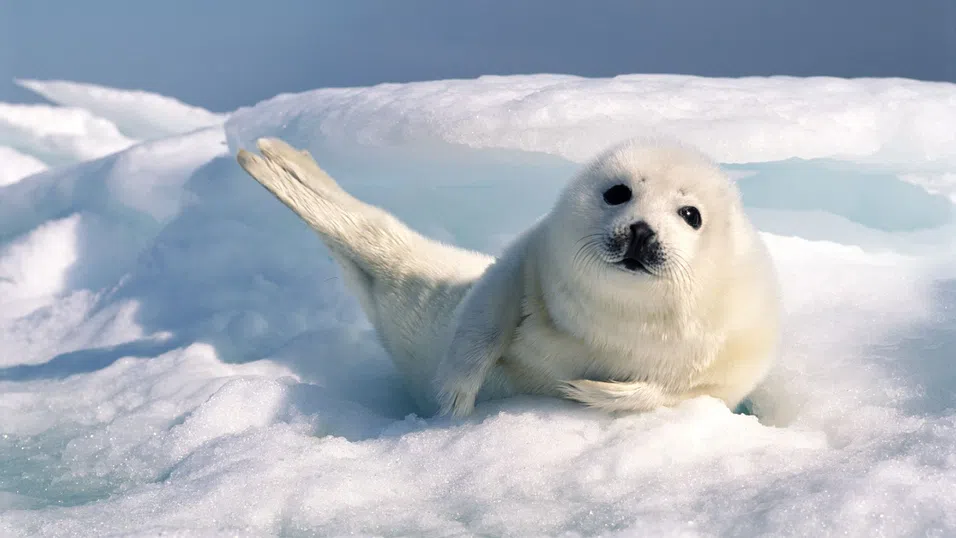 Новият Червен списък: Над една четвърт от видовете на планетата са застрашени