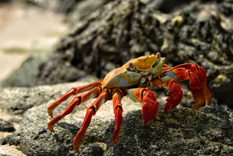 Всички пътища водят към раците: Защо животните продължават да еволюират в този вид?