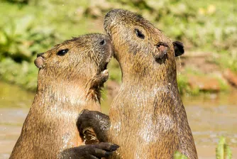 Кой е по-моногамен – бобрите или хората? Учени дават отговора