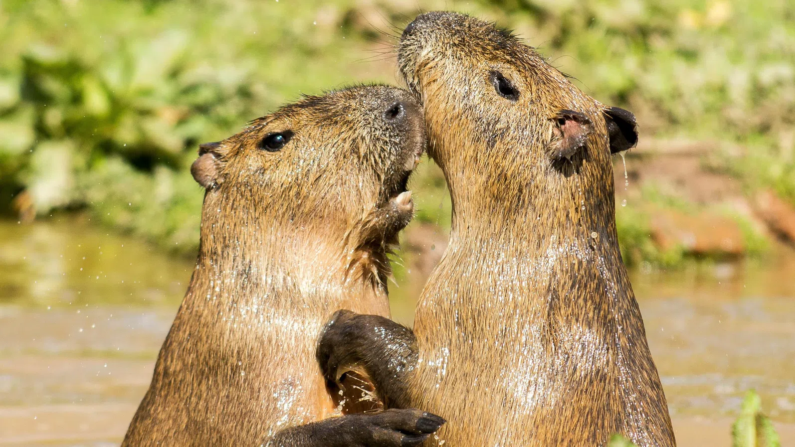 Кой е по-моногамен – бобрите или хората? Учени дават отговора