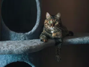 Котки или кучета? В Източна Азия все повече хора избират мъркащите любимци