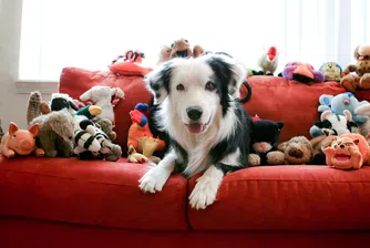 Кучета, които „подслушват“ и учат нови думи като малките деца