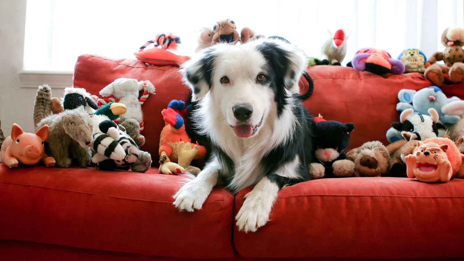 Кучета, които „подслушват“ и учат нови думи като малките деца