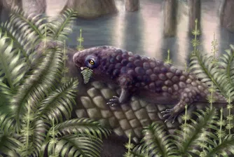 Същество с размерите на футболна топка може би е сред първите растителноядни сухоземни животни