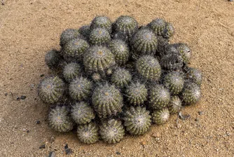 „Операция Атакама“: Кактуси за милиони, контрабанда и битката за биоразнообразието