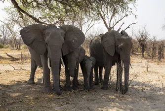 В търсене на призрачните слонове на Ангола