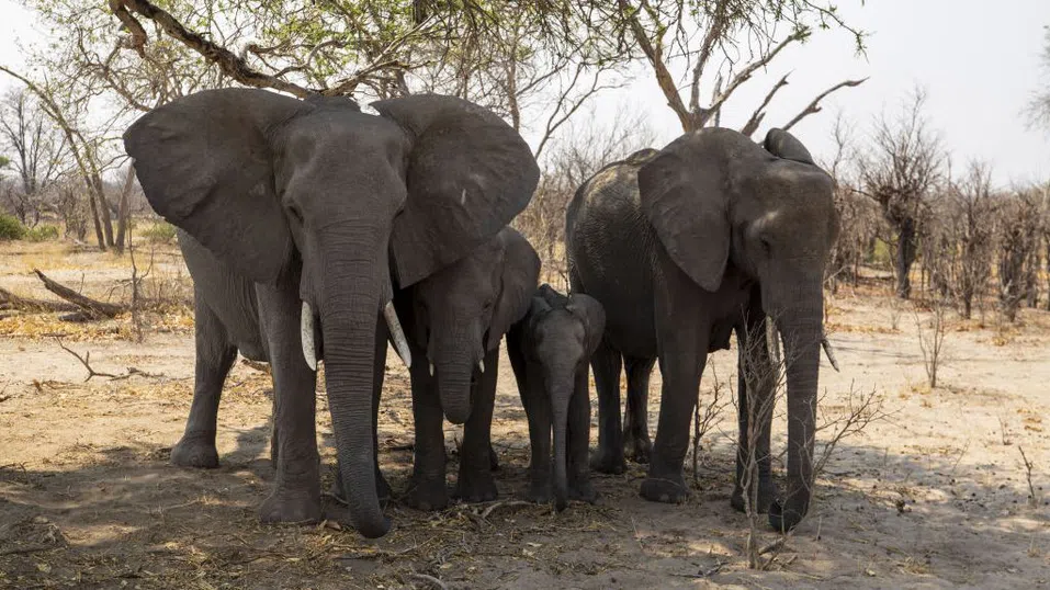 В търсене на призрачните слонове на Ангола