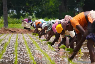 Глобалният пазар на храни е под риск от ценови шок. Кои ще бъдат най-засегнати