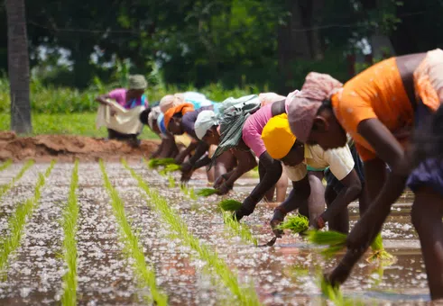 Глобалният пазар на храни е под риск от ценови шок. Кои ще бъдат най-засегнати