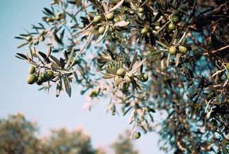 Испанската индустрия за производство на зехтин е естествен съюзник на местни енергийни компании като Repsol и Cepsa