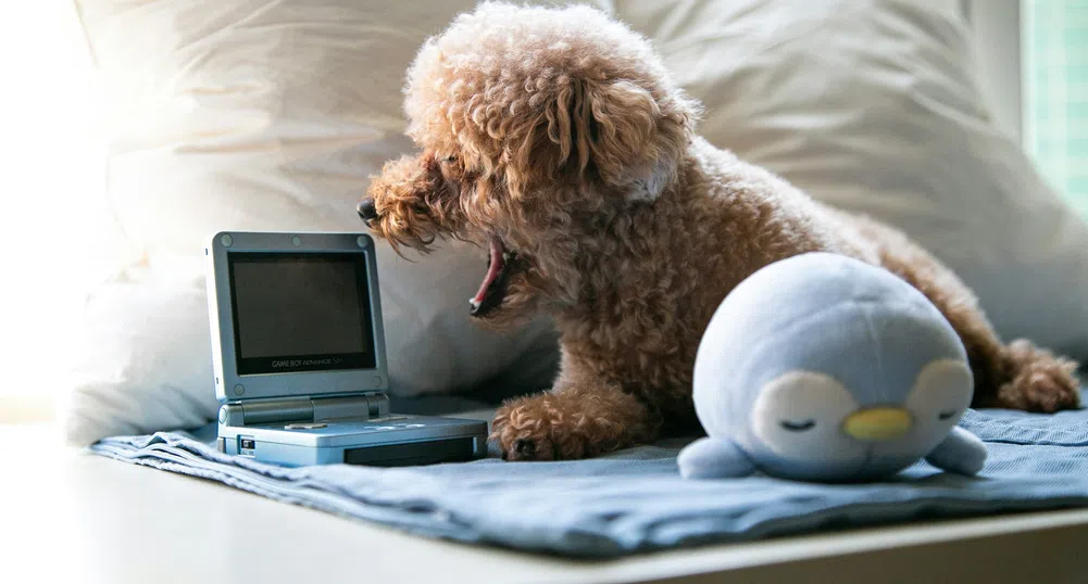 Животински интернет? Не, това не е шега