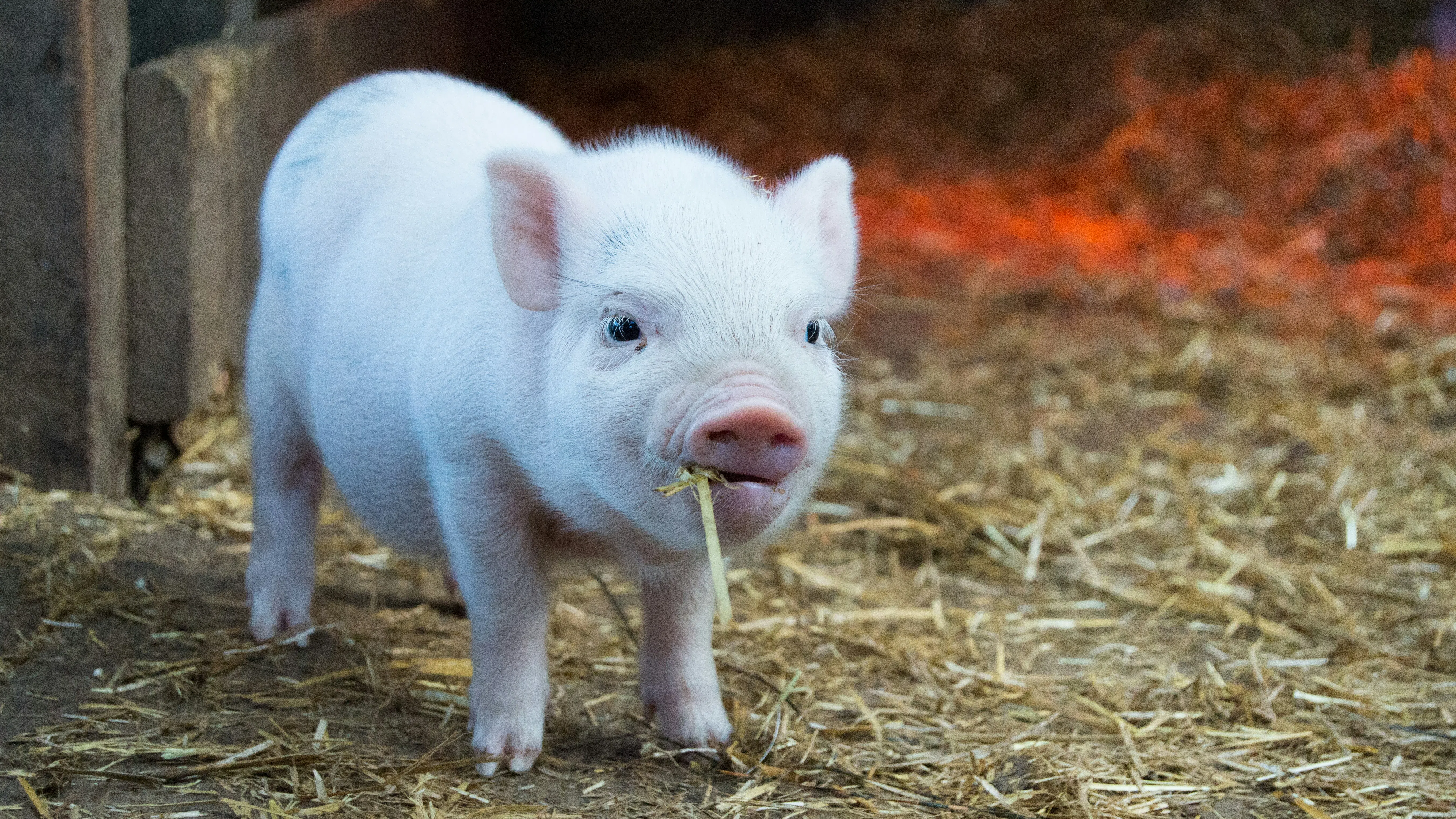Учените са все по-оптимистични за края на глобалния недостиг на органи