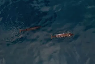 COVID 2020: Годината на тихия океан