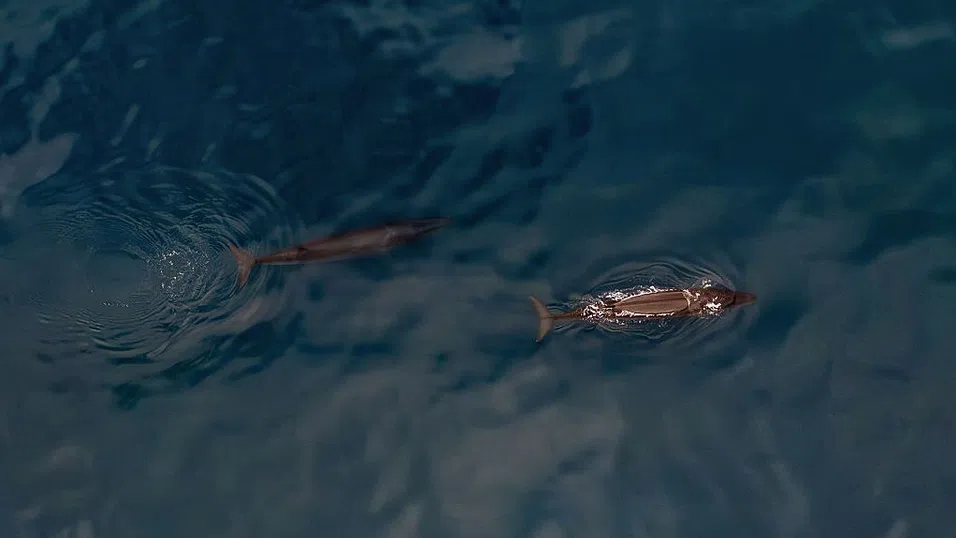 COVID 2020: Годината на тихия океан