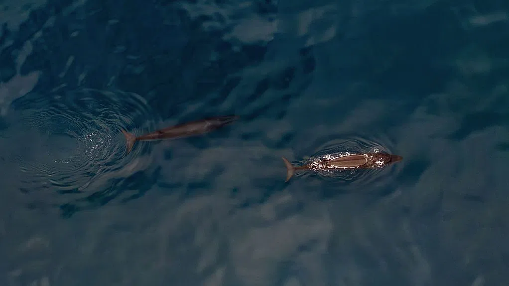 Пукания щракания пращене – това е звукът на процъфтяващ подводен