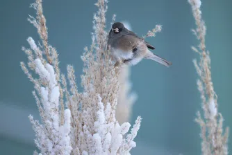 Как прекратяването на учебните занятия в един университет доведе до еволюция при птиците?