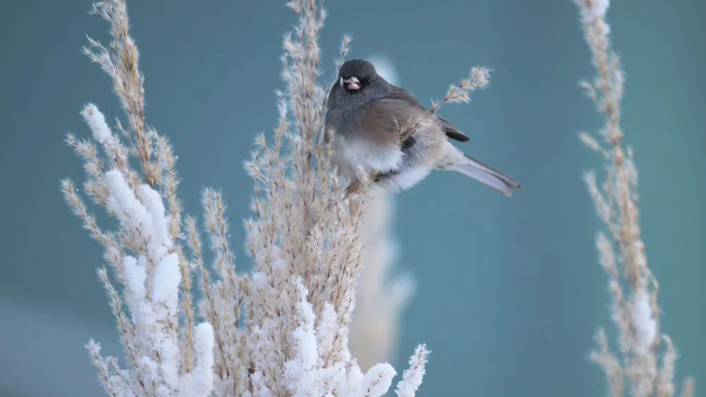 Как прекратяването на учебните занятия в един университет доведе до еволюция при птиците?