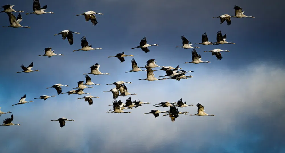 ООН: 1/5 от мигриращите видове са застрашени от изчезване