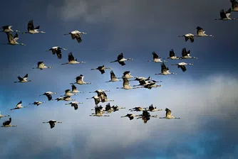 ООН: 1/5 от мигриращите видове са застрашени от изчезване