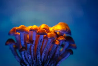 Забравете ботокса: Халюциногенните гъби може да са новият еликсир на младостта