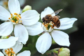 Когато пчелите са в беда, дизайнерите идват на помощ с архитектурата на бъдещето