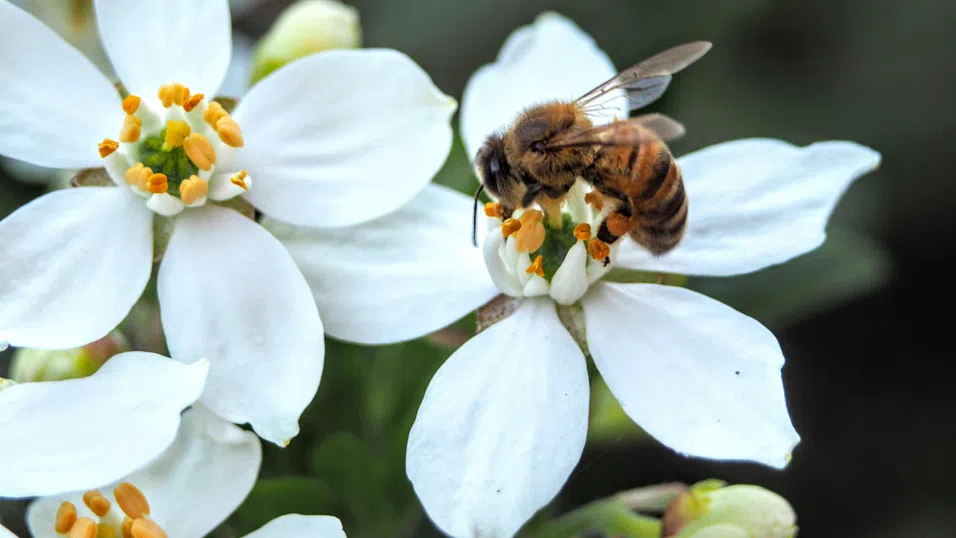 Когато пчелите са в беда, дизайнерите идват на помощ с архитектурата на бъдещето