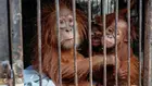 Пет изоставени бебета орангутани в Индия разкриват мащабите на незаконната търговия с диви животни