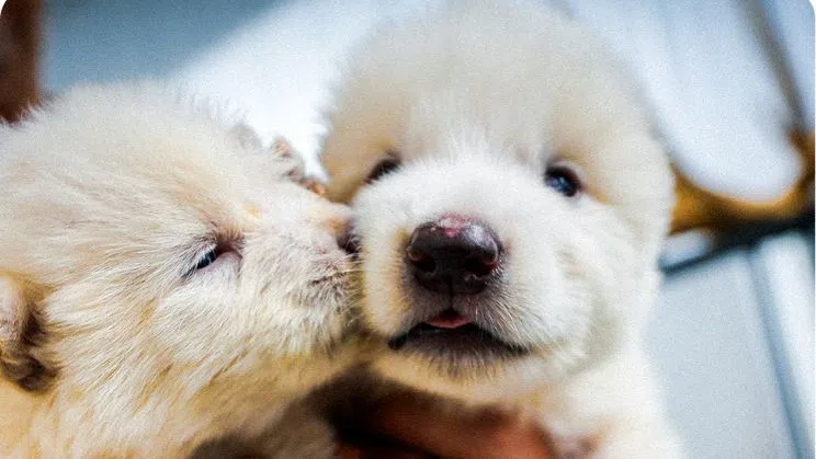 20 гена по-късно: Това вълчища ли са или просто PR със зъби