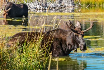 Миграцията на лосове в Швеция привлича милиони в 24-часов лайвстрийм