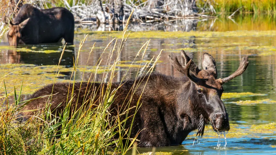 Миграцията на лосове в Швеция привлича милиони в 24-часов лайвстрийм