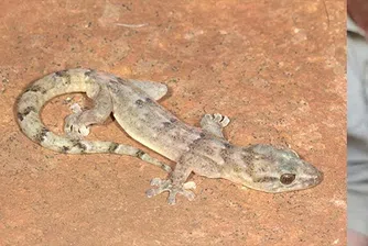 След мащабна експедиция на терен екип от учени потвърждава съществуването на вида, поставен в категория, за която липсват достатъчно данни