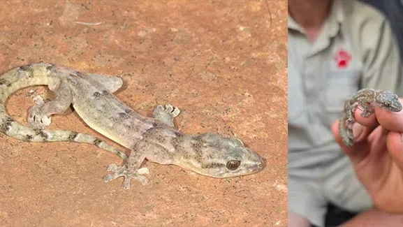 Рядък гекон, изчезнал от научните наблюдения през 1991 г., е преоткрит в каньон в Южна Африка