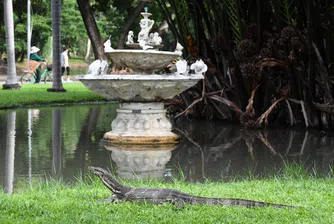 „Разхождаш се в парка и изведнъж виждаш малка Годзила“: Как Банкок свиква с бума на азиатските водни варани