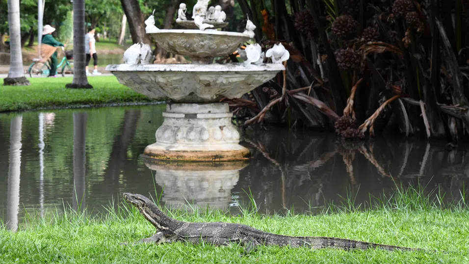„Разхождаш се в парка и изведнъж виждаш малка Годзила“: Как Банкок свиква с бума на азиатските водни варани