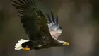 Имената, пазещи изгубената природа на Ирландия