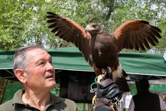 На лов със соколи - новото забавление в луксозните хотели