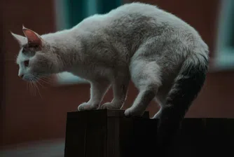 Как котките „побеждават“ гравитацията – науката вече има обяснение