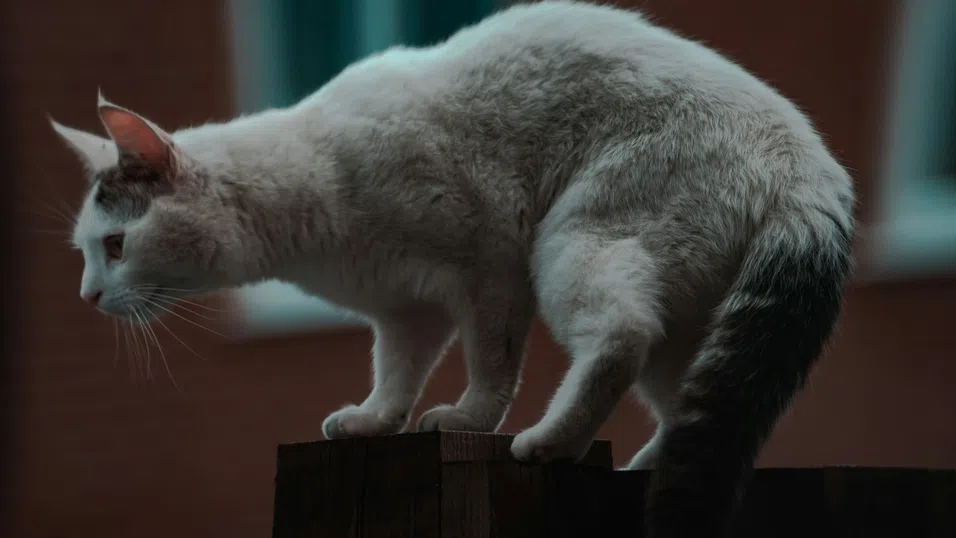 Как котките „побеждават“ гравитацията – науката вече има обяснение
