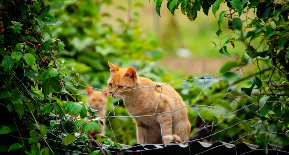 Какво стои зад рижата окраска на котките? Според науката отговорът се крие в ДНК-то