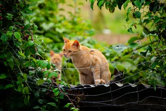 Учени от Япония и САЩ разкриват каква е ролята на гените за цвета на котките и защо рижата окраска се среща най-често при мъжките животни