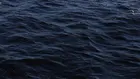 Подводно гробище хвърля нова светлина върху еволюцията на клюномуцунестите китове