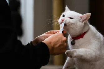 В сърцето на операция Cattitude: Как производителят на Whiskas се учи да разбира котките