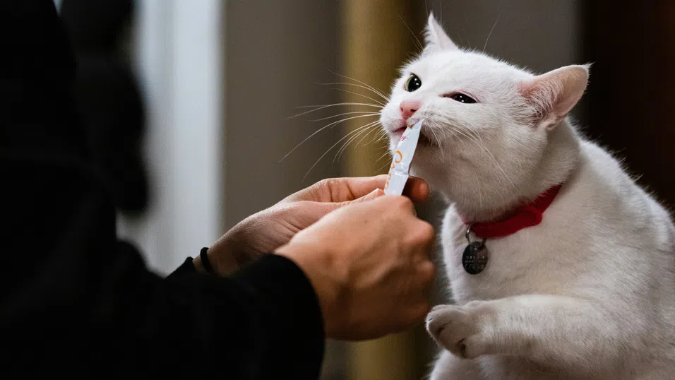 В сърцето на операция Cattitude: Как производителят на Whiskas се учи да разбира котките