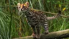Учени откриват нов вид загадъчна дива котка в Андите