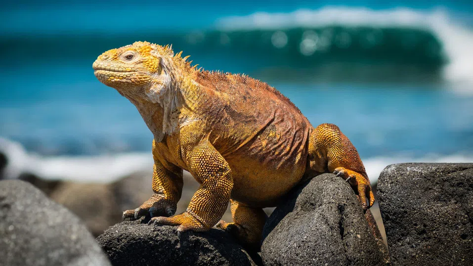Островите Галапагос удвояват таксите за посетители като мярка срещу свръхтуризма