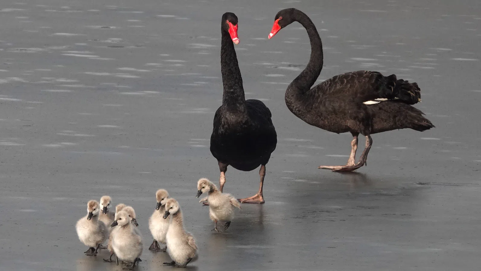 Засега само на петролния пазар плува „черен лебед“, никъде другаде. Уолстрийт обаче е застрашен от 20% спад